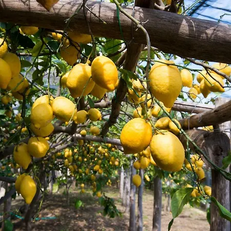 Πανσιόν Orleans 4*