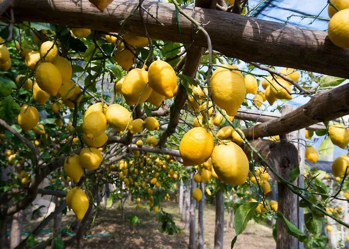 Affittacamere Orleans 4*